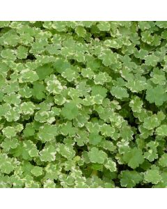 Hydrocotyle Sibthorpioides Var Crystal Confetti