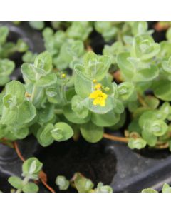 Hypericum Elodes Marsh St John'S Wort