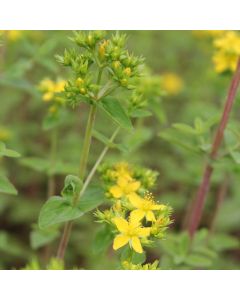 Hypericum Tetrapterum Square-stalked St John's Wort