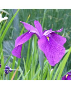 Iris Ensata Japanese Clematis Iris