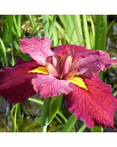 Iris Louisiana 'Ann Chowning'