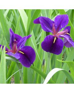 Iris louisiana 'Black Gamecock