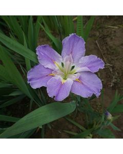 Iris Louisiana 'Dancing Vogue'