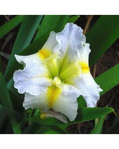 Iris Louisiana 'Hush Money'