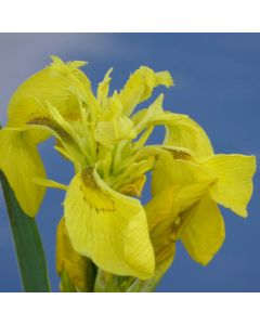 Iris Pseudacorus Yellow Flag Iris