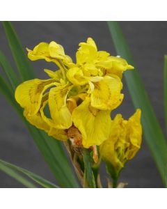 Iris Pseudacorus 'Flore Pleno' Double Yellow Flag Iris