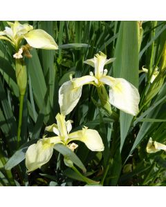 Iris pseudacorus Bastardii