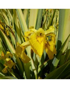 Iris Pseudacorus 'Variegata' Variegated Yellow Flag Iris