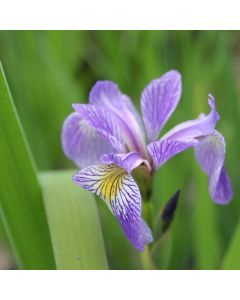 Iris Sibirica Siberian Flag Iris