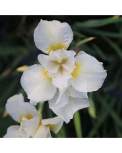 Iris Sibirica 'Snow Queen' Siberian Iris Snow Queen