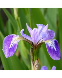 Iris Versicolor Blue Flag Poison flag