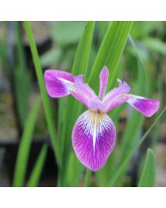 Iris Versicolor 'Kermesina' Northern Blue Flag