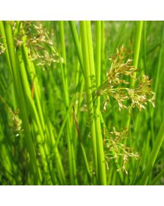 Juncus Effusus, Soft Rush, Smooth Rush