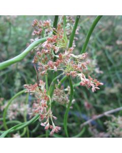 Juncus Effusus Spiralis Corkscrew Rush