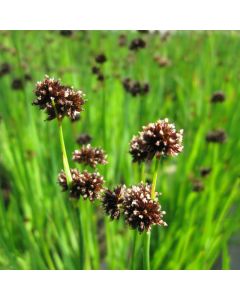 Juncus Ensifolius Flying Hedgehogs, Beaver Dam Plant