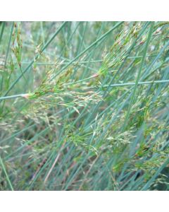 Juncus Inflexus Hard Rush