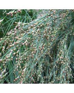 Juncus Maritimus Sea Rush