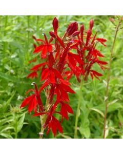 Lobelia Cardinalis