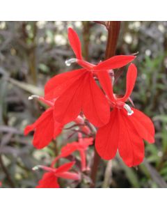 Lobelia Fulgens 'Queen Victoria' Red Leaved Lobelia