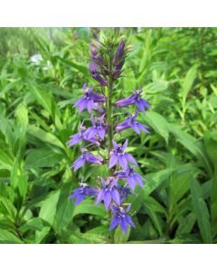 Lobelia Siphilitica Great Blue Lobelia