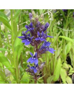 Lobelia Vedrariensis Purple lobelia