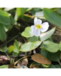 Luronium Natans Alisma Natans, Floating Water Plantain