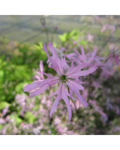 Lychnis Flos-Cuculi Ragged Robin