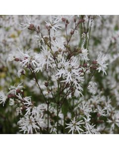 Lychnis Flos-Cuculi 'White Robin