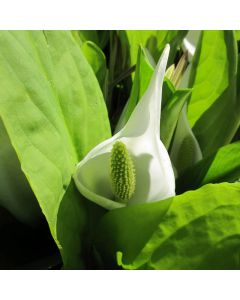 Lysichiton Camtschatcensis White Skunk Cabbage