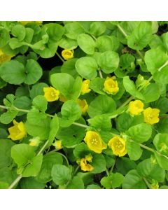 Lysimachia Nummularia Creeping Jenny