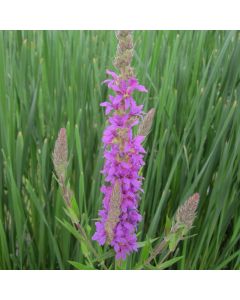 Lythrum Salicaria Purple Loosestrife