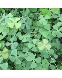 Marsilea Quadrifolia Water Shamrock