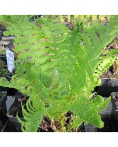 Matteuccia Struthiopteris  Shuttlecock Fern