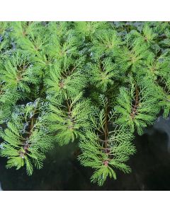 Myriophyllum Brasiliensis Red Stem Red Stemmed Parrot's Feather