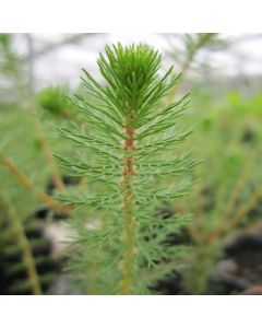 Myriophyllum Crispatum Upright Water Milfoil