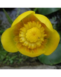 Nuphar lutea