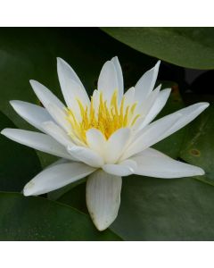 Water Lily N. Alba