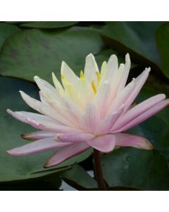 Water Lily N. Barbara Dobbins