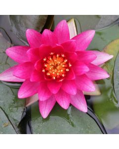 Water Lily N. Charles de Meurville flower