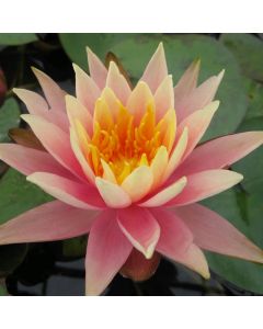 Water Lily N. Colorado