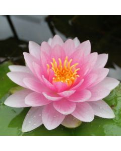 Water Lily N. Darwin (Hollandia)