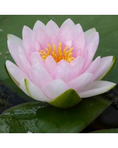 Water Lily N. Madame Wilfron Gonnere