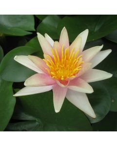 Water Lily N. Sioux pond lily