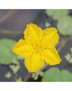 Nymphoides Peltata Water Fringe