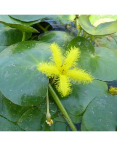 Nymphoides Thunbergiana Yellow Water Snowflake