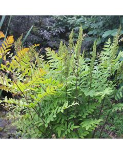 Osmunda Regalis Royal Fern