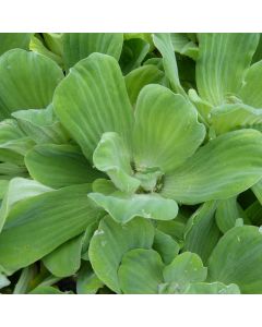 Pistia Stratiotes Water Lettuce