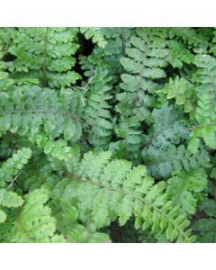 Polystichum Polyblepharum Japanese Tassel Fern