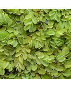 Salvinia Natans Floating Watermoss