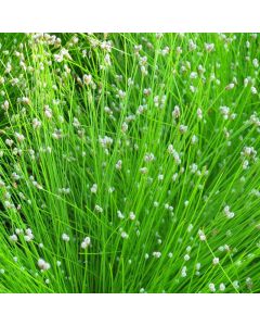 Scirpus Cernuus Fibre Optic Plant